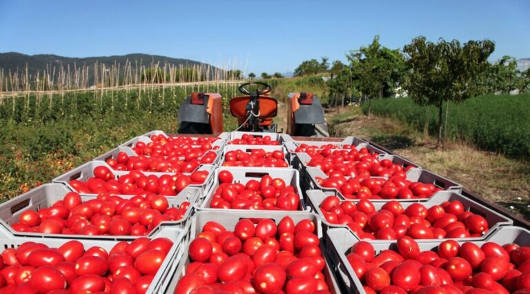 EU aplica cuota antidumping de 17.09% a tomate mexicano